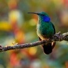 Kolibrik - Colibri cyanotus - Lesser Violetear o1703
